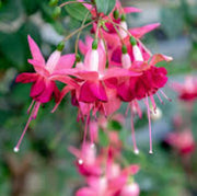 Light Pink Red Fuchsia Seeds - Flower Plant