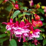 Light Pink Red Fuchsia Seeds - Flower Plant