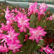wildflower Light Pink Schlumbergera Seeds