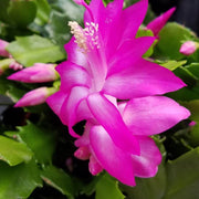 wildflower Light Pink Schlumbergera Seeds
