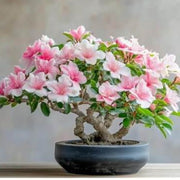 Light Pink simsii Bonsai Azalea Seeds - Flower Plant