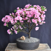 Light Pink simsii Bonsai Azalea Seeds - Flower Plant