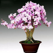 Light Pink simsii Bonsai Azalea Seeds - Flower Plant