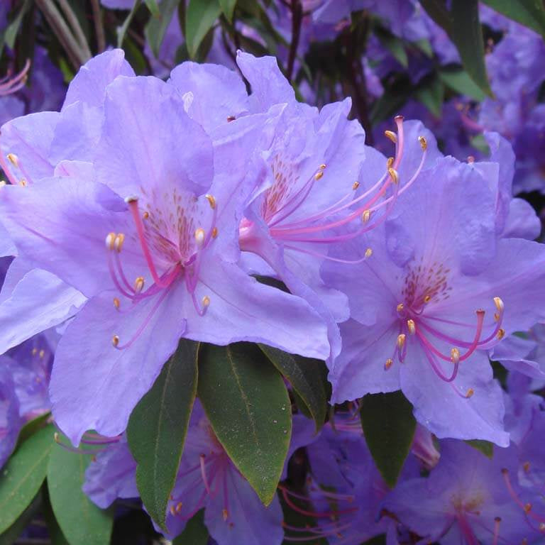 Light Purple Rhododendron Azalea Seeds - Flower Plant