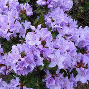 Light Purple Rhododendron Azalea Seeds - Flower Plant