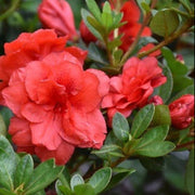 Light Red Azalea Seeds - Flower Plant