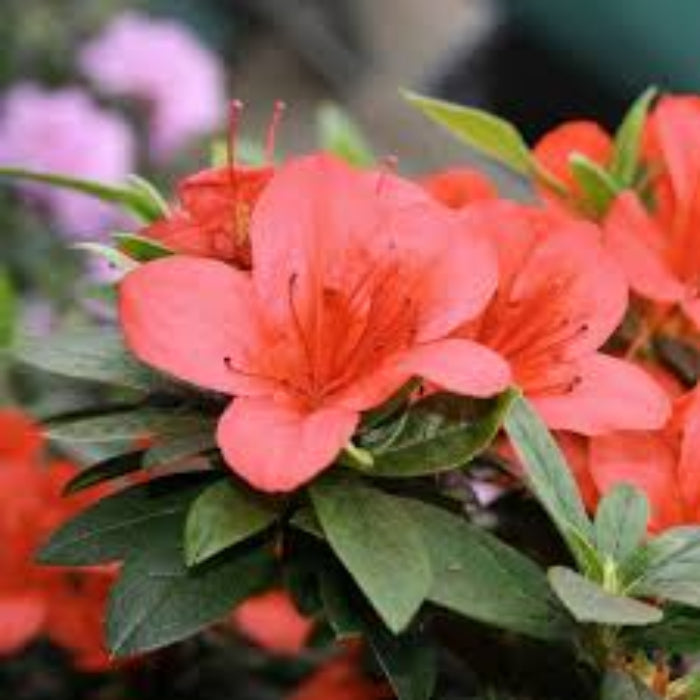 Light Red Azalea Seeds - Flower Plant