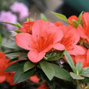 Light Red Azalea Seeds - Flower Plant