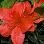 Light Red Azalea Seeds - Flower Plant