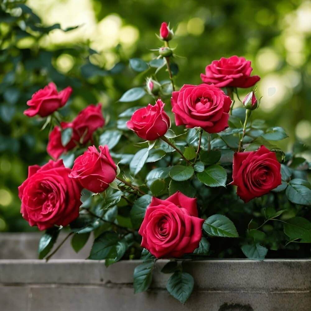 Light Red Rosa spp. Seeds