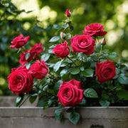 Light Red Rosa spp. Seeds