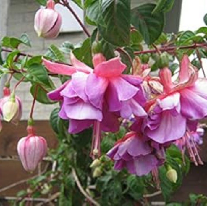 Light Violet Pink Fuchsia Seeds - Flower Plant