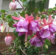 Light Violet Pink Fuchsia Seeds - Flower Plant