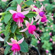 Light Violet Pink Fuchsia Seeds - Flower Plant