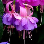 Light Violet Pink Fuchsia Seeds - Flower Plant