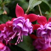 Light Violet Pink Fuchsia Seeds - Flower Plant