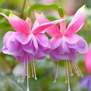 Light Violet Pink Fuchsia Seeds - Flower Plant