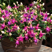 Light Violet Pink Fuchsia Seeds - Flower Plant