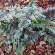 Light Violet Pteridophyta Fern Seeds - Flower Plant