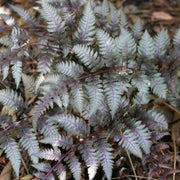 Light Violet Pteridophyta Fern Seeds - Flower Plant