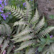 Light Violet Pteridophyta Fern Seeds - Flower Plant