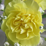 Wildflower Mix Light Yellow Carnation Seeds