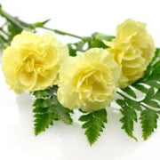 Wildflower Mix Light Yellow Carnation Seeds