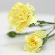 Wildflower Mix Light Yellow Carnation Seeds