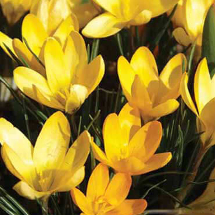 Light Yellow Crocus Seeds - Flower Plant