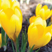 Light Yellow Crocus Seeds - Flower Plant