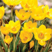 Light Yellow Crocus Seeds - Flower Plant