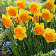 Light Yellow Orange Daffodil Seeds - Flower Plant