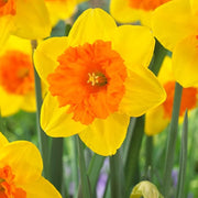 Light Yellow Orange Daffodil Seeds - Flower Plant