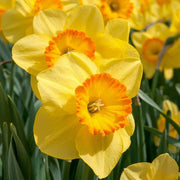 Light Yellow Orange Daffodil Seeds - Flower Plant
