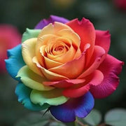 Wildflower Light Yellow Red Double Petals Pink Seeds