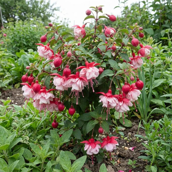 Light Yellow Red Fuchsia Seeds - Flower Plant