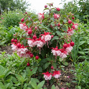 Light Yellow Red Fuchsia Seeds - Flower Plant