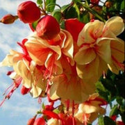 Light Yellow Red Fuchsia Seeds - Flower Plant