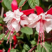 Light Yellow Red Fuchsia Seeds - Flower Plant
