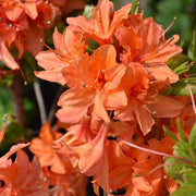 Light orange Azalea Seeds - Flower Plant