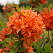 Light orange Azalea Seeds - Flower Plant