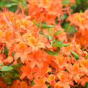 Light orange Azalea Seeds - Flower Plant