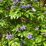 Guaiacum Sanctum Lignum Vitae Seeds