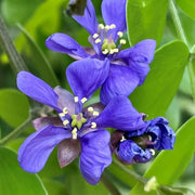 Guaiacum Sanctum Lignum Vitae Seeds