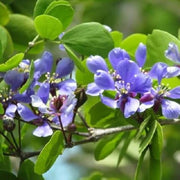 Blue Lignum Vitae Seeds