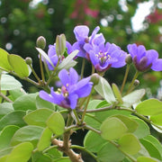 Guaiacum Sanctum Lignum Vitae Seeds