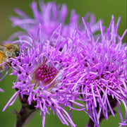 Ligulistylis Liatris Seeds