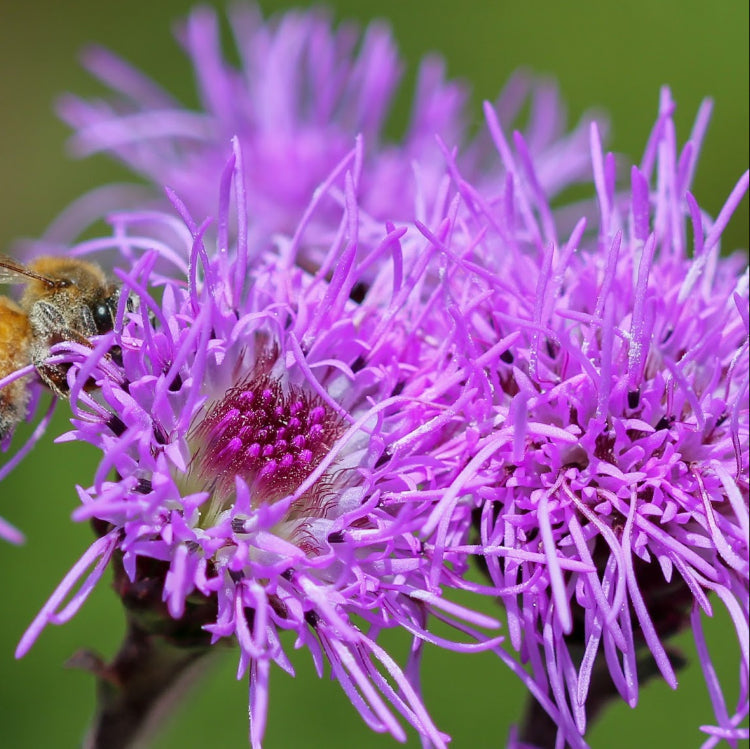 Ligulistylis Liatris Seeds