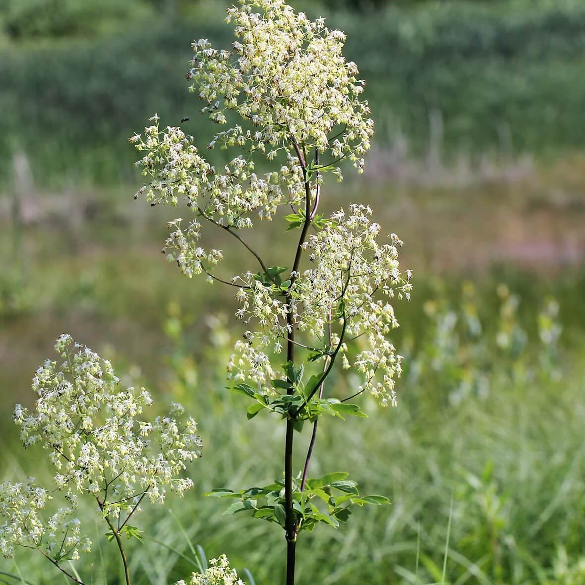 wildflower Lila Meadow Rue Seeds