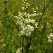 wildflower Lila Meadow Rue Seeds